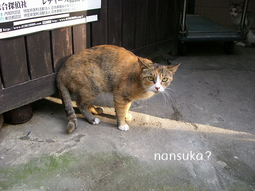 nansuka (2).jpg